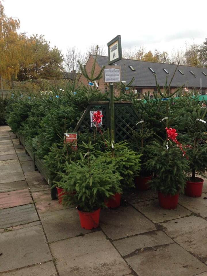 christmas trees greenwich phoebes garden centre christmas trees greenwich phoebes garden centre