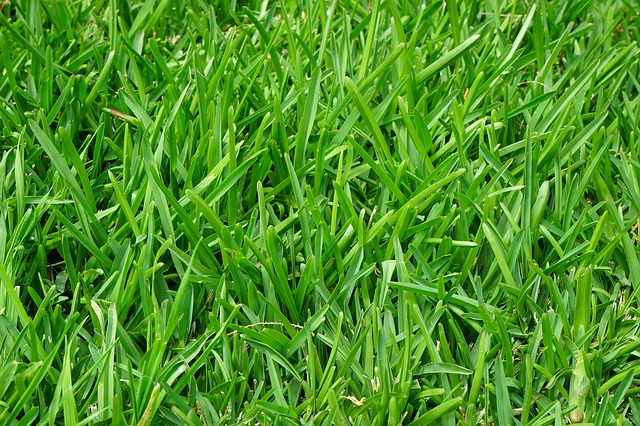 grass turf Dulwich