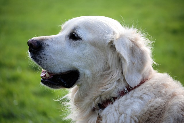 Best value pet supply online